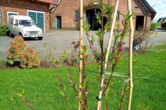 Hofeinfahrt und Parkplatz im Hintergrund